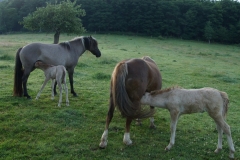 Dalet / Neptune & Mira / Nordwind