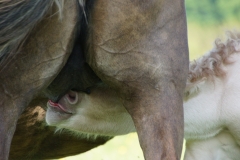 Nordwind entrain de téter